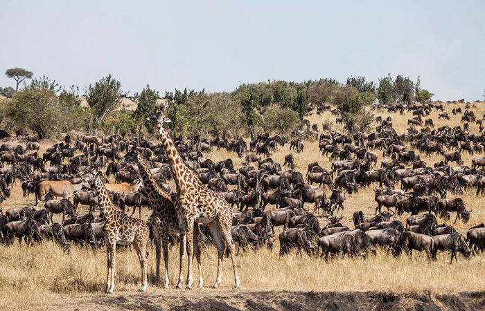 10 Days Kenya Tanzania great wildebeest migration