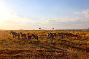Best Tanzania Safari Tours, Herd of zebras in a safari in savanna in Africa on a sunny day