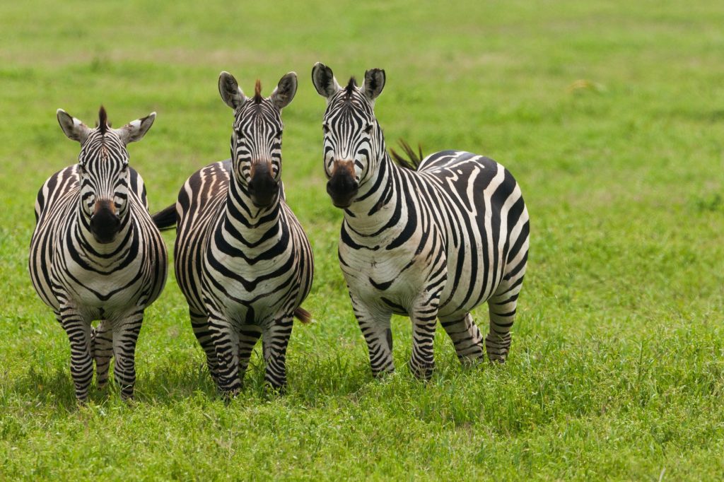 Best Tanzania Safari Tours,