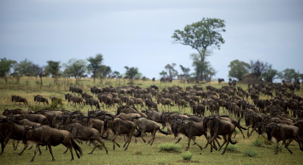 Great Wildebeest Migration safari tour Wildebeest running, Serengeti National Park, Serengeti, Tanzania, Africa