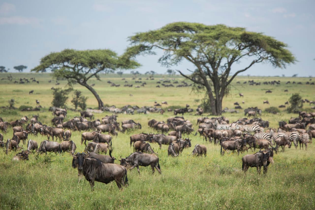 13 DAYS TANZANIA BUSH TO BEACH AMAZING SAFARI EXPERIENCE DURING CALVING SEASON