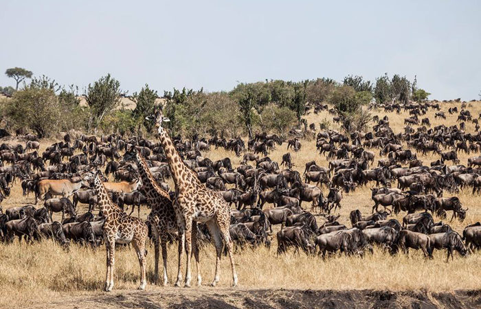 Serengeti National park wildlife Safari