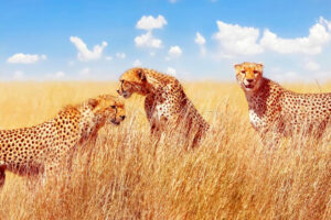 Mid-Range Safari Tanzania Package 4 Days