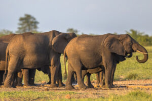 6 Days Tanzania Mid-Range Safari