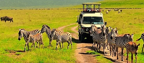 Discover the Wonders of Tanzania Wildlife Safari with Njofu Expedition