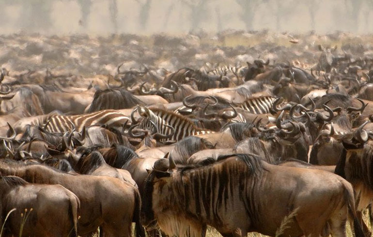 The best time to visit Serengeti National park