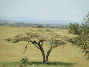 What to expect on a safari in Tanzania