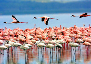 Why Flamingos in Lake Manyara?