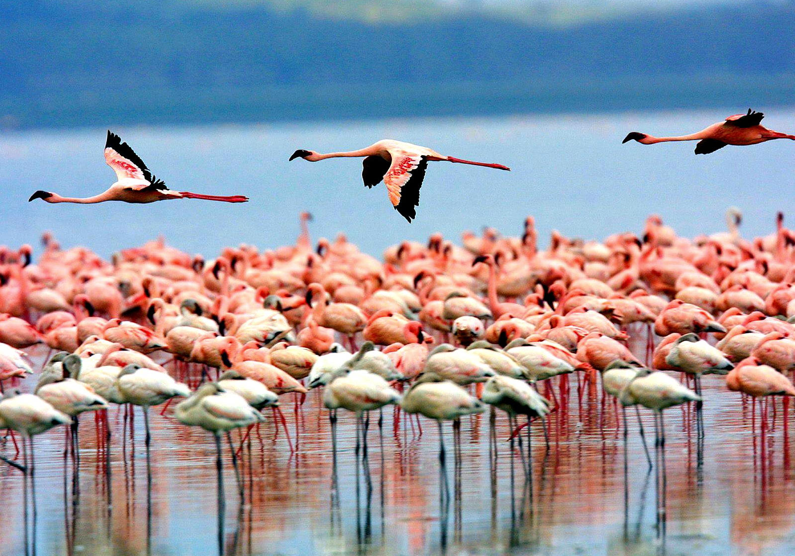 Why Flamingos in Lake Manyara?