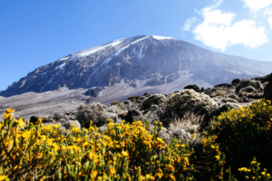 8 Days Kilimanjaro climbing Lemosho route