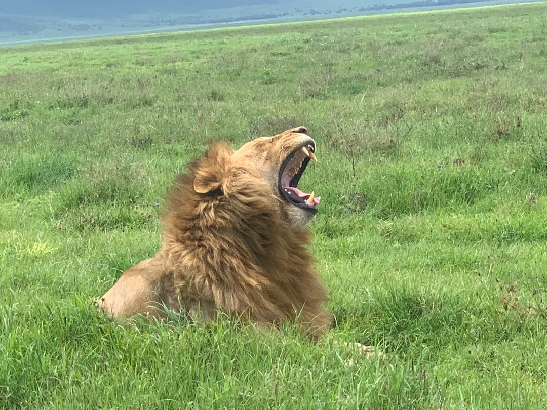 Things that make up the Ngorongoro conservation area experience