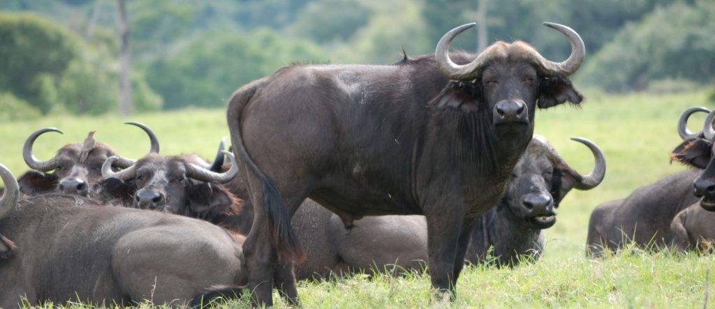 arusha-national-park