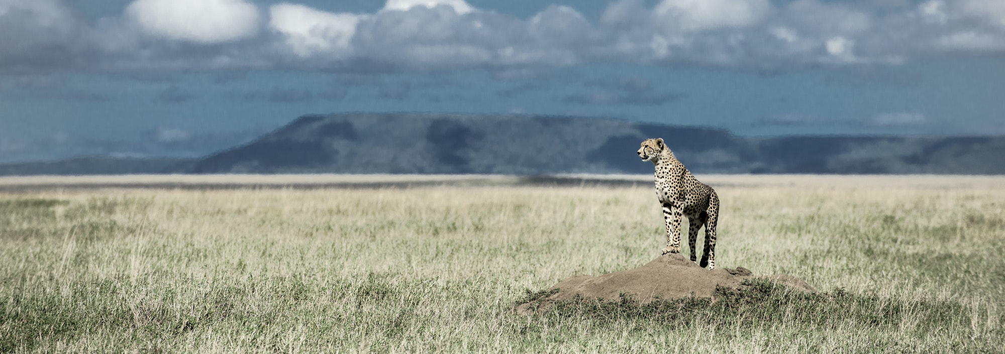 cheetah-on-a-mound-watching-around-in-serengeti-national-park