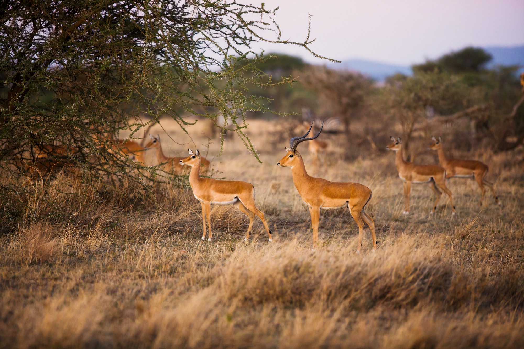 gazelles-in-serengeti