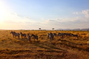 When is the best time to go on a Safari in Tanzania