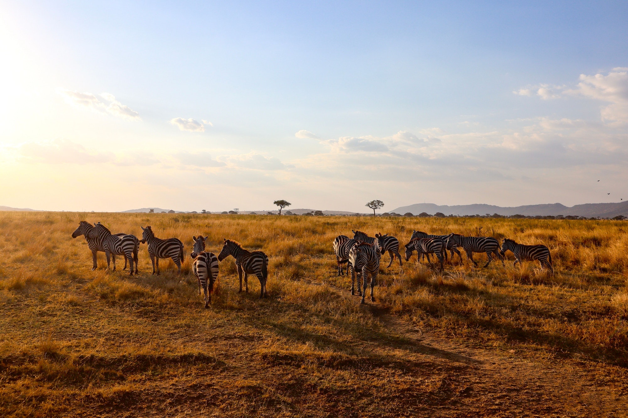 When is the best time to go on a Safari in Tanzania