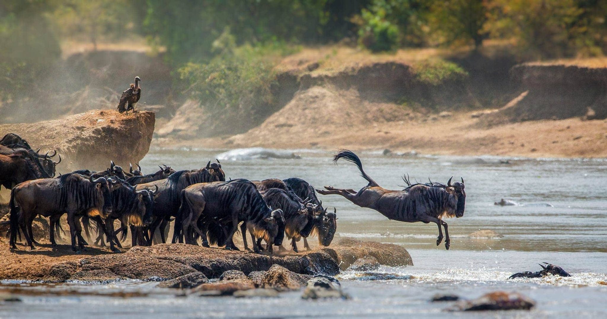 Thriving in nature through Serengeti National Park