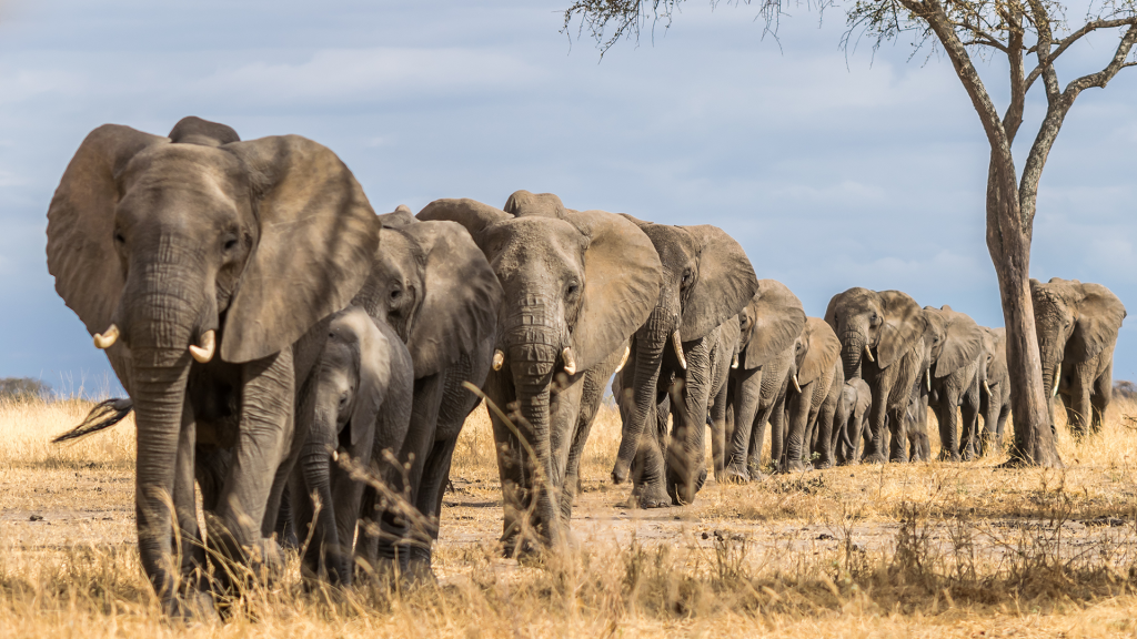 tarangire-national-park