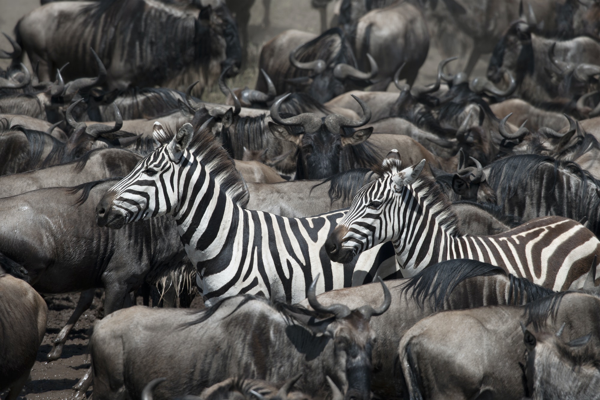 wildebeest-and-zebras-at-the-serengeti-national-park-tanzania-africa