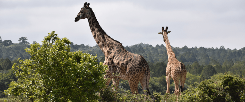 12 Days African Unforgettable Safari