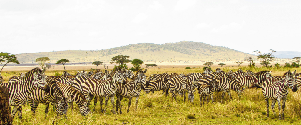 Tanzania Heritage Family Safari