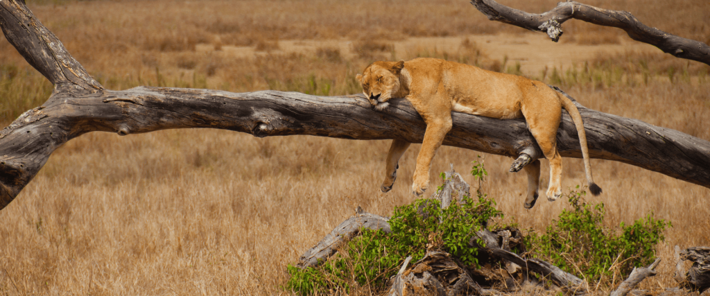 Tanzania Heritage Family Safari